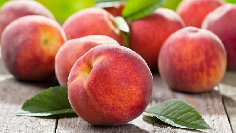 Prunus persica &#39;Canadian Harmony&#39; peach