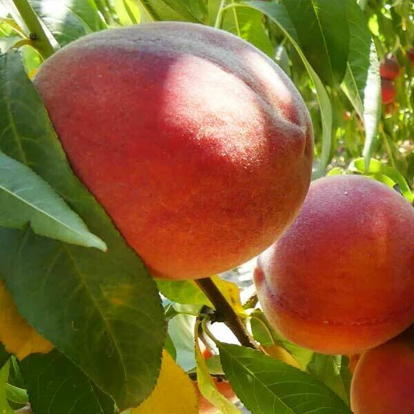Prunus persica &#39;Canadian Harmony&#39; peach