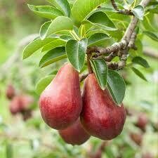 Pyrus communis &#39;Red Bartlett&#39;