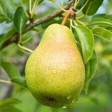 Pear Pyrus communis &#39;Bartlett&#39;