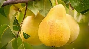 Pear Pyrus communis &#39;Bartlett&#39;