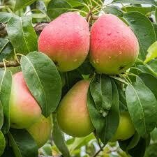 Pyrus communis 'Moonglow'