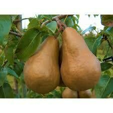 Pear Pyrus communis &#39;Bosc&#39;