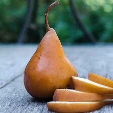 Pear Pyrus communis &#39;Bosc&#39;