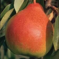 Pyrus communis &#39;Moonglow&#39;