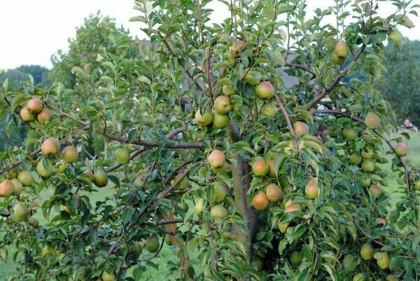 Pyrus communis &#39;Moonglow&#39;