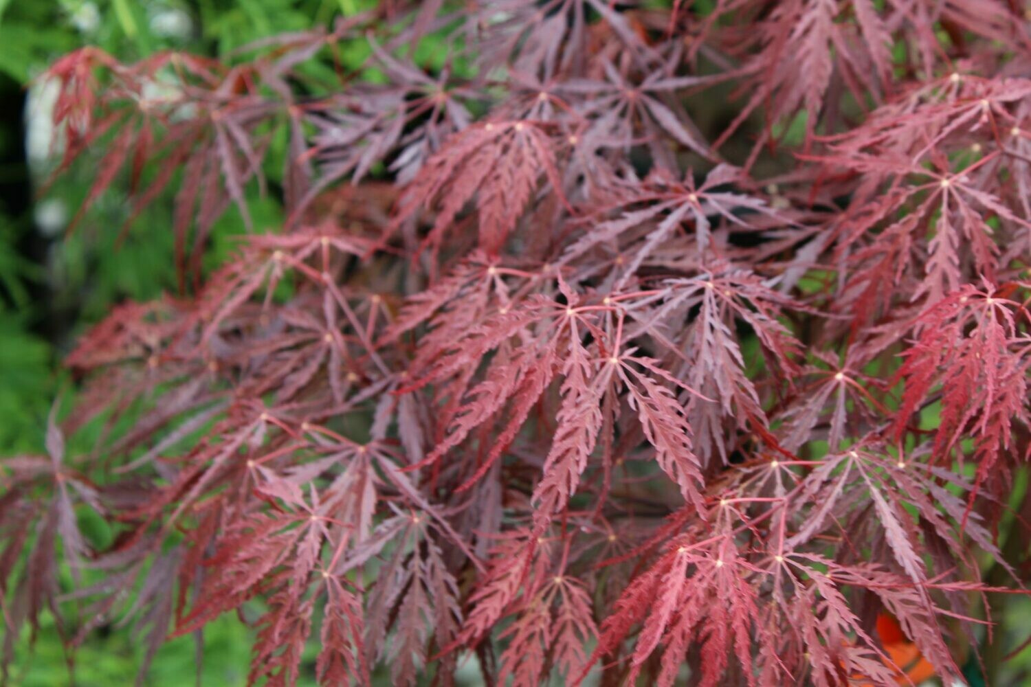 Acer palmatum dissectum &#39;Tamukeyama&#39; 5 gal