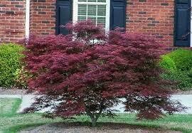 Acer palmatum dissectum &#39;Tamukeyama&#39; 5 gal