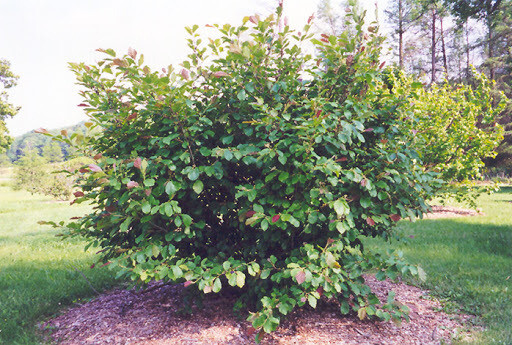Hamamelis virginiana 10  gal