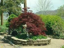 Acer palmatum dissectum &#39;Tamukeyama&#39; 5 gal