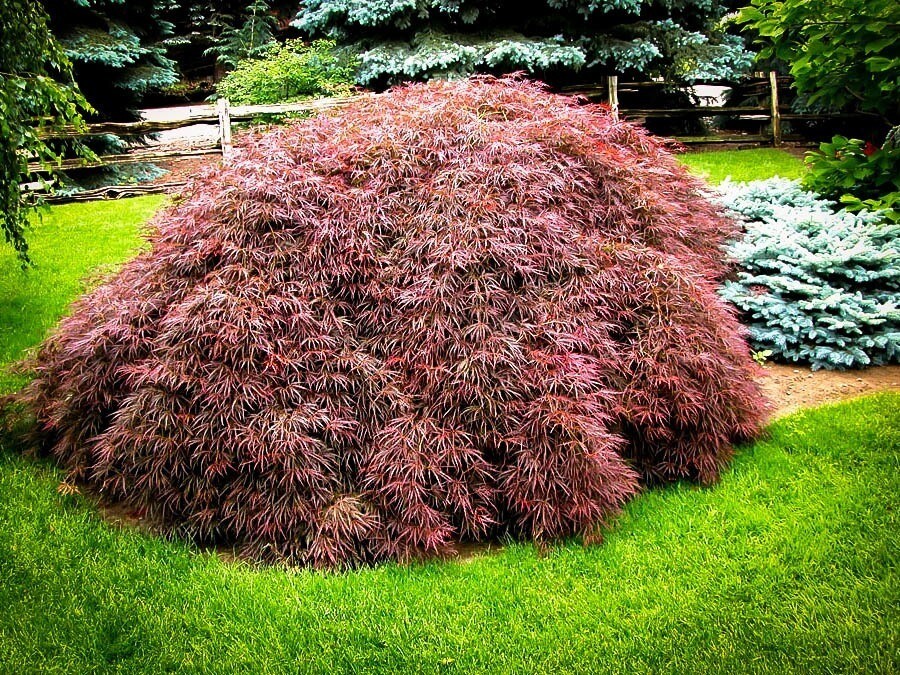 Acer palmatum dissectum &#39;Tamukeyama&#39; 5 gal