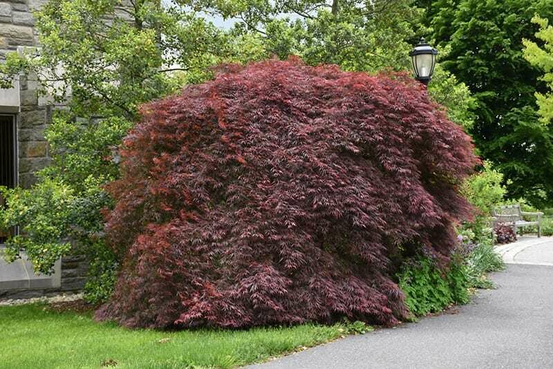 Acer palmatum dissectum &#39;Tamukeyama&#39; 5 gal