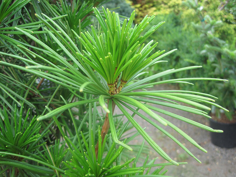 Sciadopitys verticillata &#39;Joe Kozey&#39; 3 gal