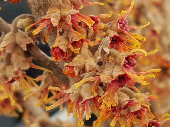 Hamamelis virginiana 10  gal