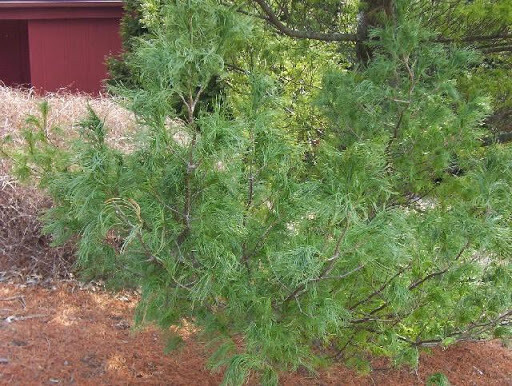 Pinus strobus 'Torulosa' 7 gal