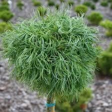 Pinus strobus &#39;Torulosa&#39; 7 gal