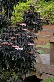 Sambucus nigra &#39;Black Tower&#39; 5 gal 