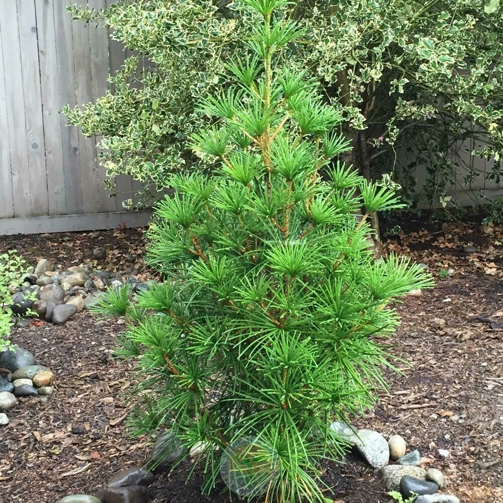 Sciadopitys verticillata &#39;Joe Kozey&#39; 3 gal