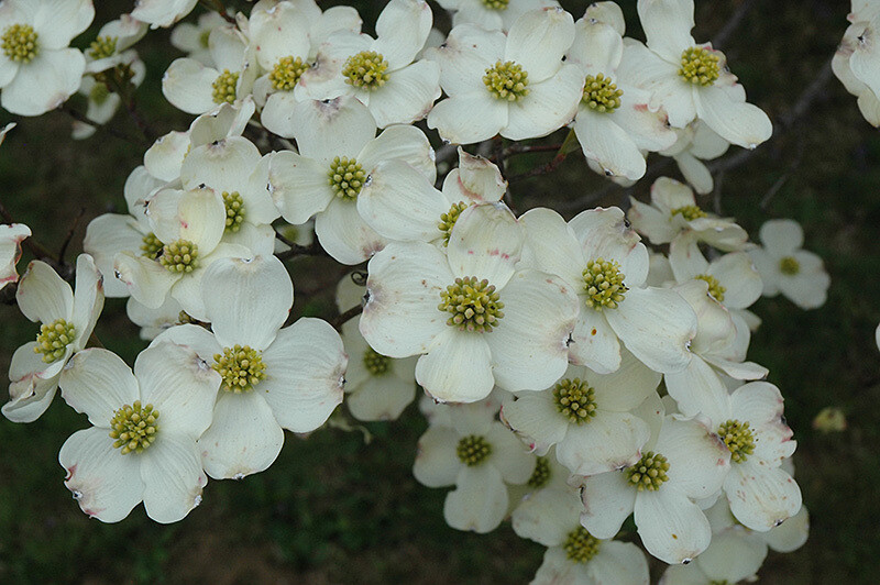 dogwood Cornus florida &#39;Cloud Nine&#39; 7 gal