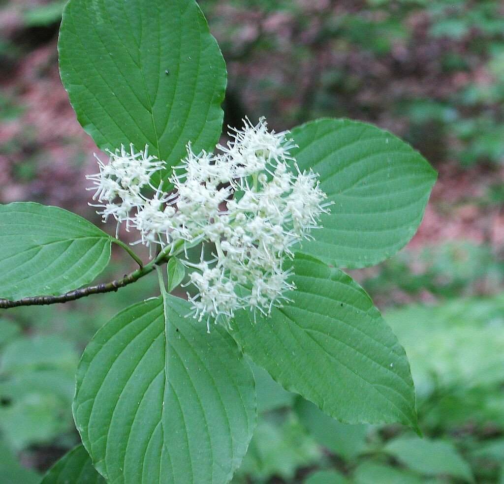 dogwood Cornus alternifolia 10 gal