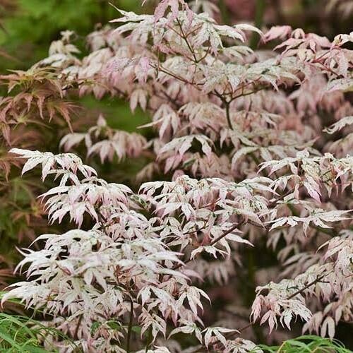 Acer palmatum &#39;Ukigumo&#39; 5 gal