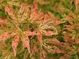 Acer palmatum &#39;Ukigumo&#39; 5 gal