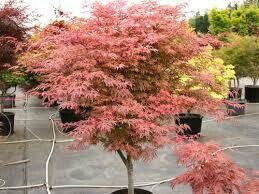 Acer palmatum &#39;Ukigumo&#39; 5 gal