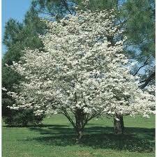 dogwood Cornus florida &#39;Cloud Nine&#39; 7 gal