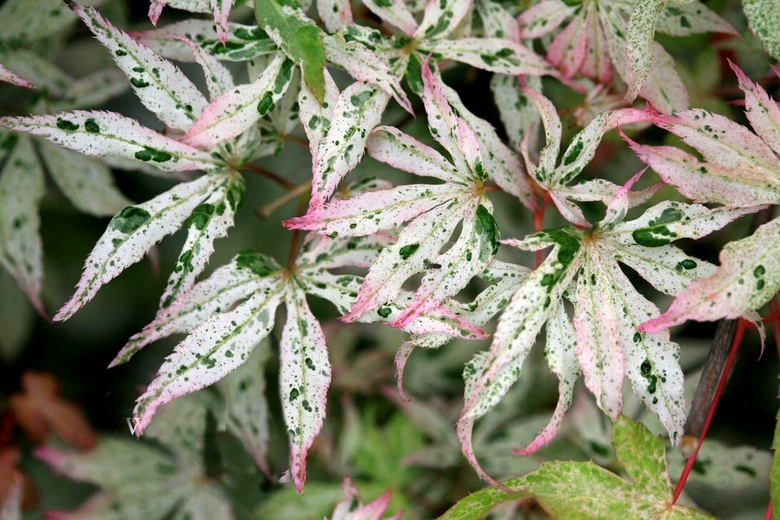 Acer palmatum &#39;Ukigumo&#39; 5 gal