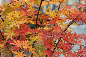 Acer palmatum &#39;Ukigumo&#39; 5 gal