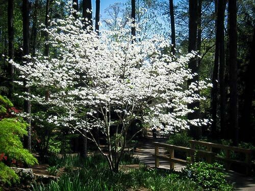 dogwood Cornus florida &#39;Cloud Nine&#39; 7 gal