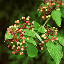 dogwood Cornus alternifolia 10 gal