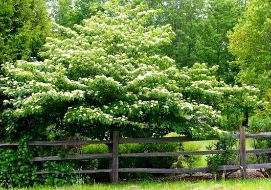 dogwood Cornus alternifolia 10 gal
