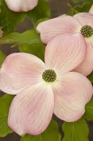 dogwood Cornus kousa x florida &#39;Rutgers’ 7 gal