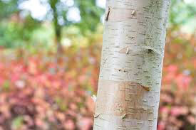 Birch single stem Betula  jacquemontll 15 gal.