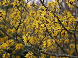 Hamamelis virginiana 10  gal