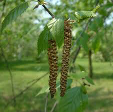 Birch single stem Betula  jacquemontll 15 gal.
