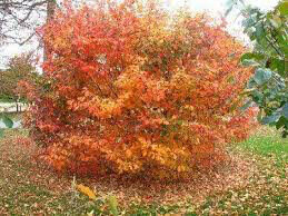 Hamamelis virginiana 10  gal