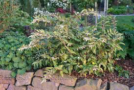 Leucothoe fontanesiana &#39;Rainbow&#39; 2 gal