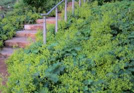 Lady&#39;s Mantle Alchemilla mollis 1 gal