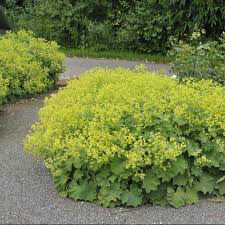 Lady&#39;s Mantle Alchemilla mollis 1 gal