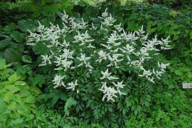 Astilbe &#39;Bridal Veil&#39; 1 gal