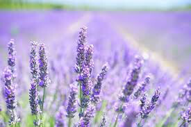Lavandula angustifolia &#39;Munstead&#39; 2 gal