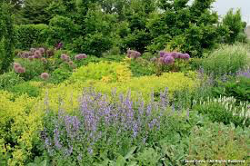 Lady&#39;s Mantle Alchemilla mollis 1 gal