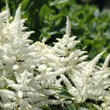 Astilbe &#39;Bridal Veil&#39; 1 gal