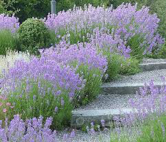 Lavandula angustifolia &#39;Munstead&#39; 2 gal