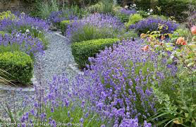 Lavandula angustifolia &#39;Munstead&#39; 2 gal