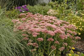 Sedum spectabile &#39;Autumn Joy&#39; 2 gal