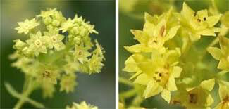 Lady's Mantle Alchemilla mollis 1 gal