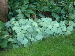 Lady&#39;s Mantle Alchemilla mollis 1 gal